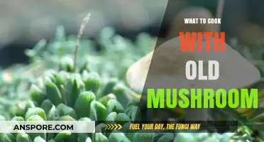 Revive Your Old Mushrooms: Creative Recipes to Cook with Aging Fungi