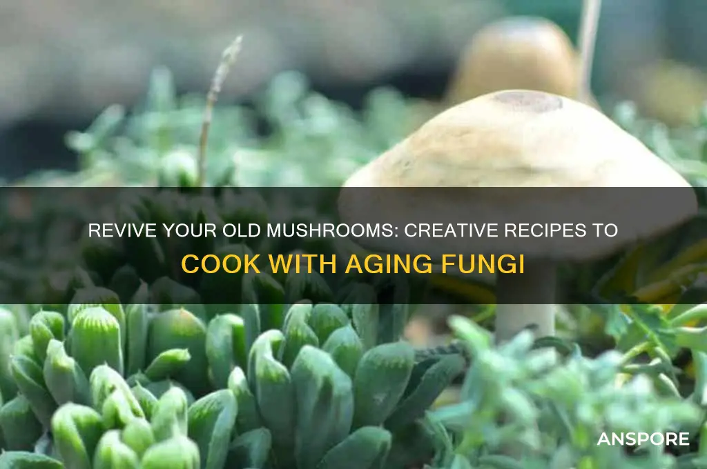 what to cook with old mushrooms