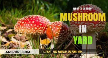 Managing Yard Mushrooms: Effective Tips for a Healthy Lawn
