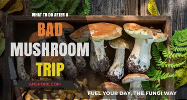 Recovering from a Bad Mushroom Trip: Steps to Regain Balance and Clarity