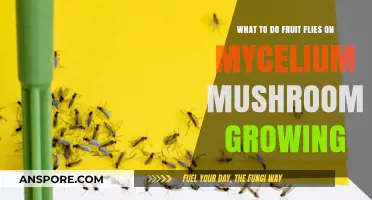 Managing Fruit Flies in Mycelium Mushroom Cultivation: Effective Solutions