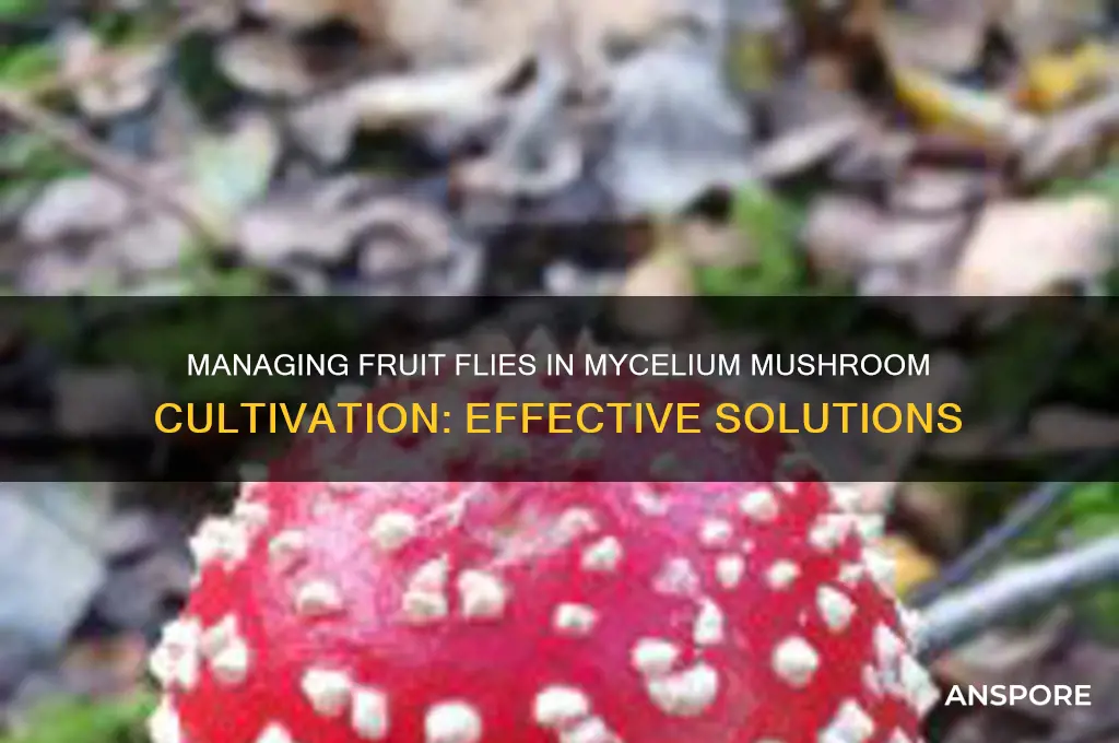 what to do fruit flies on mycelium mushroom growing