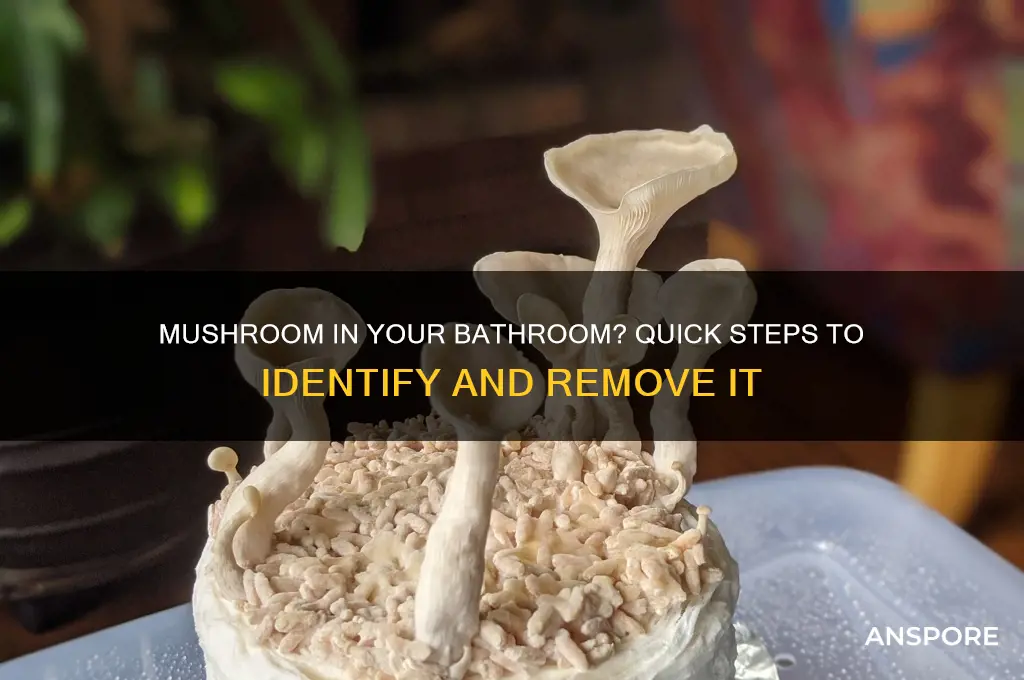 what to do if a mushroom grows in your bathroom