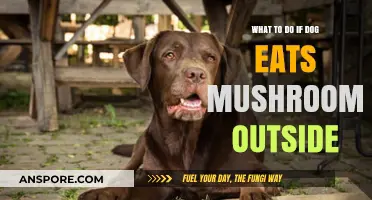 Dog Ate Mushrooms Outside? Quick Steps to Ensure Safety and Health