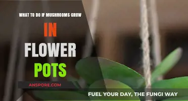 Mushrooms in Flower Pots: Causes, Concerns, and Effective Solutions