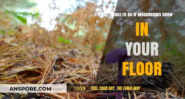 Mushrooms Growing in Your Floor? Here’s How to Handle It