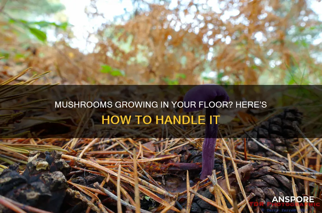 what to do if mushrooms grow in your floor