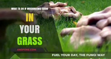 Mushrooms in Your Lawn: Causes, Concerns, and Safe Removal Tips