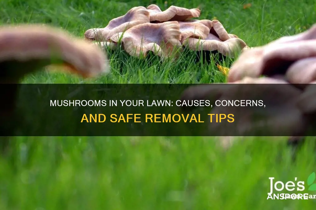 what to do if mushrooms grow in your grass