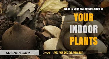 Mushrooms in Your Indoor Plants? Here’s How to Handle Them