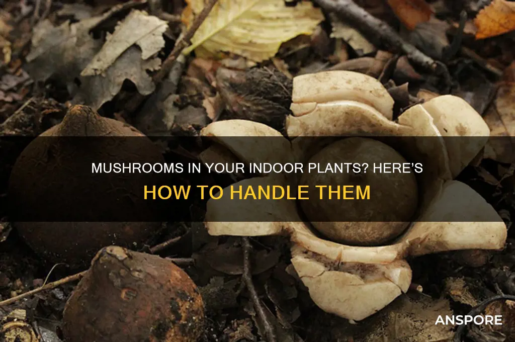 what to do if mushrooms grow in your indoor plants
