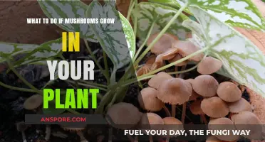 Mushrooms in Your Plant? How to Handle Fungal Growth Safely