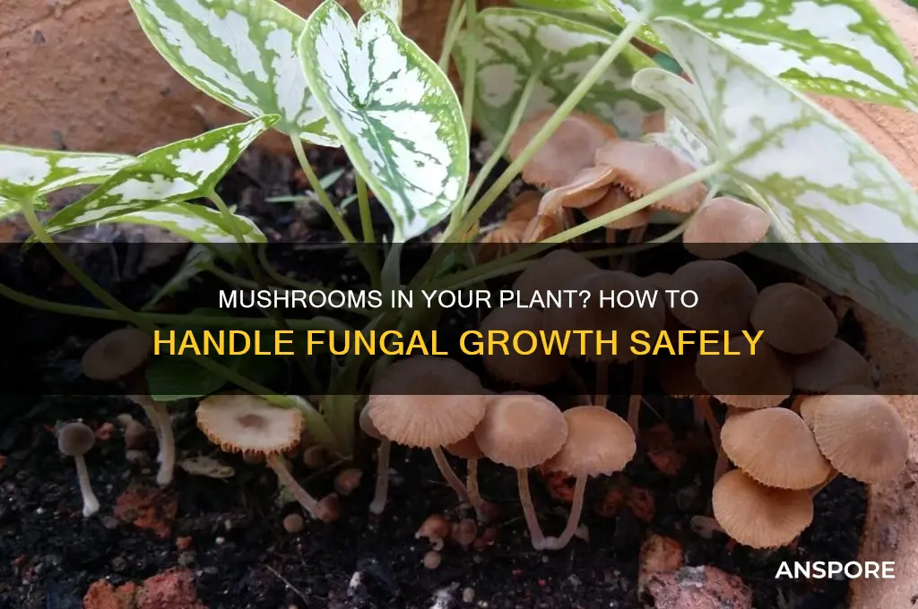 what to do if mushrooms grow in your plant