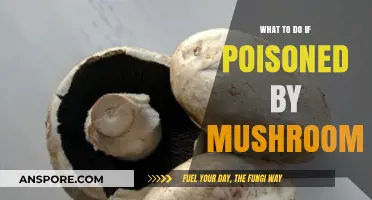 Mushroom Poisoning: Immediate Steps to Take and When to Seek Help