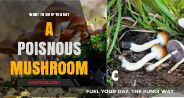 Accidentally Ate a Poisonous Mushroom? Immediate Steps to Take Now