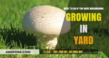 Mushrooms in Your Yard? Here’s How to Handle Them Safely