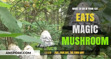 Cat Ate Magic Mushrooms? Immediate Steps to Ensure Safety