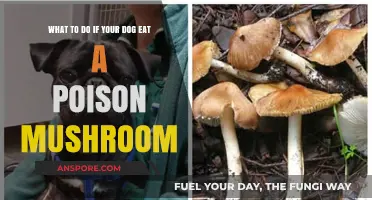 Dog Ate Poisonous Mushroom? Immediate Steps to Save Your Pet