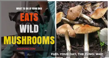 Dog Ate Wild Mushrooms? Immediate Steps to Ensure Safety