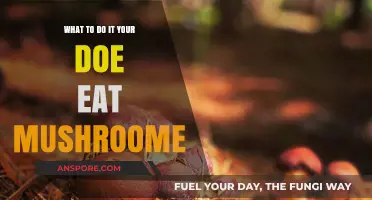 Deer and Mushrooms: What to Do If Your Doe Eats Fungi