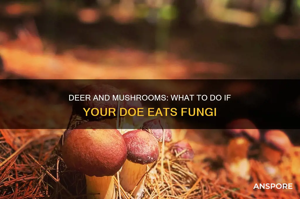 what to do it your doe eat mushroome