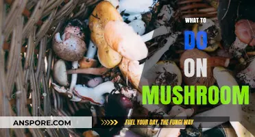 Explore the Magical World of Mushrooms