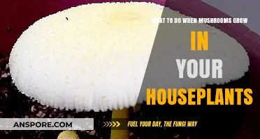 Mushrooms in Houseplants: Causes, Concerns, and Effective Removal Solutions