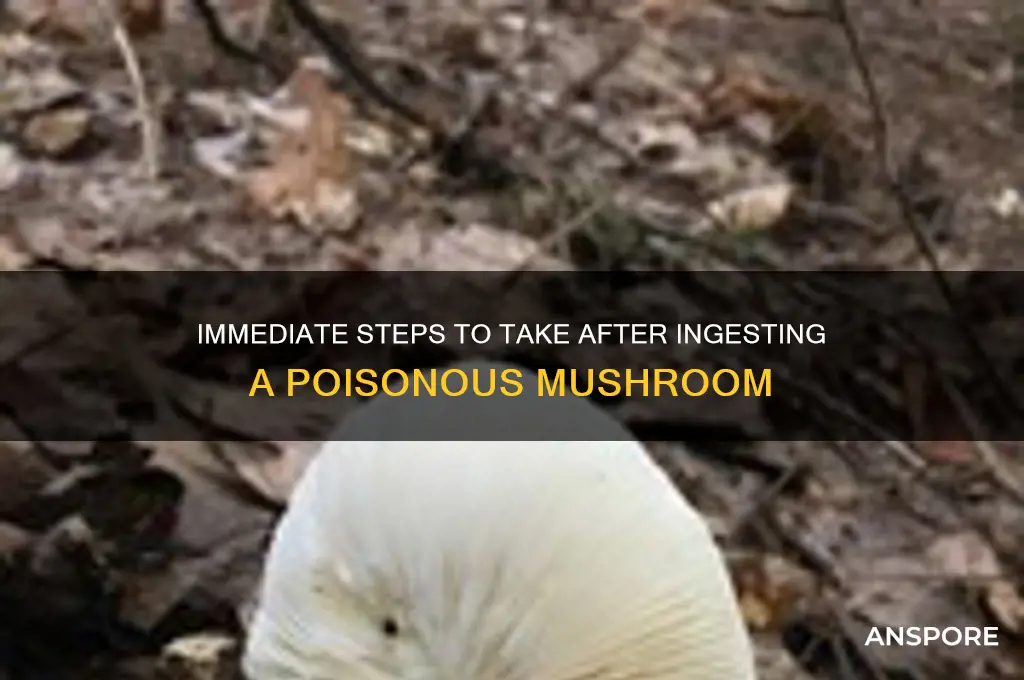 what to do when poisonous mushroom is ingested
