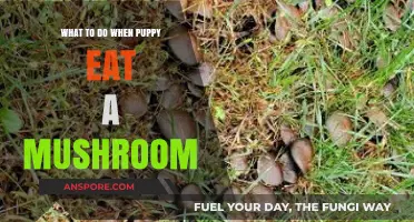 Puppy Ate a Mushroom? Quick Steps to Ensure Safety and Care