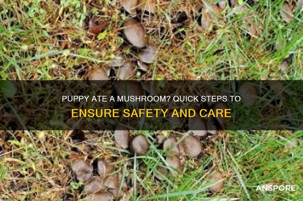 what to do when puppy eat a mushroom
