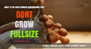 Maximizing Pinhead Mushrooms: Creative Uses for Underdeveloped Fungi