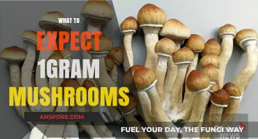 Exploring the Psychedelic Journey with 1-Gram Mushrooms