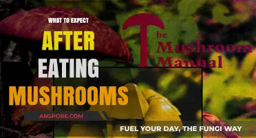 Post-Mushroom Experience: What to Expect After Eating Mushrooms