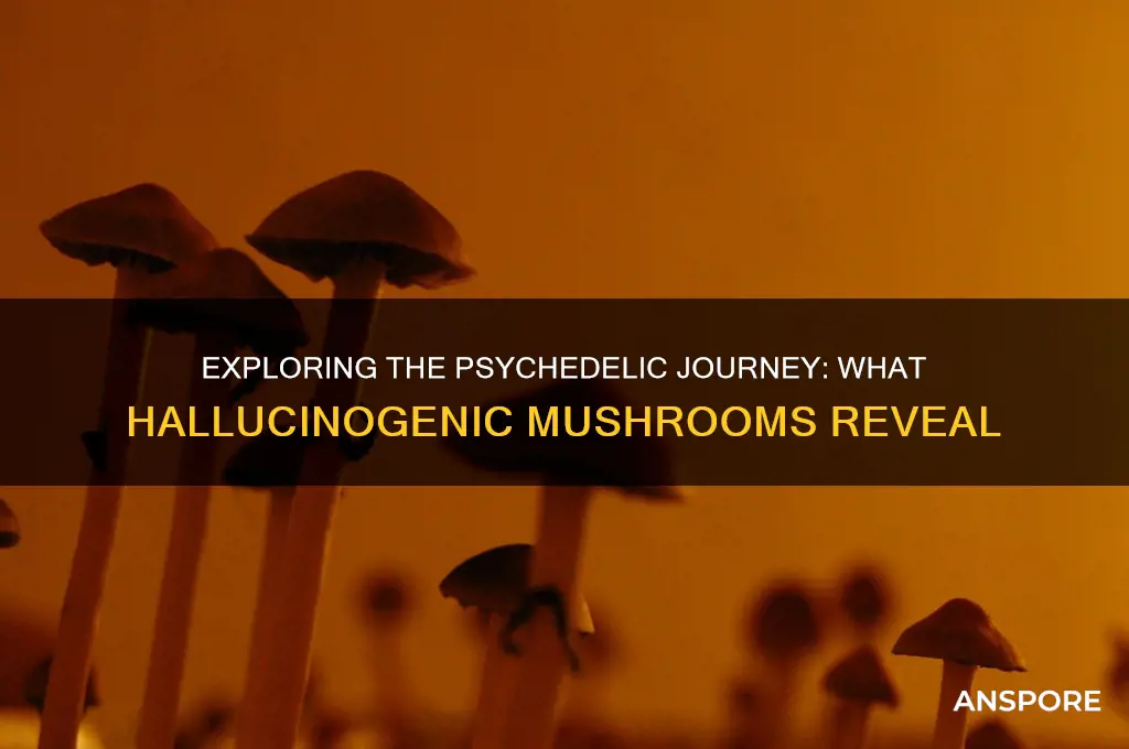 what to expect from eating hallucinating mushrooms