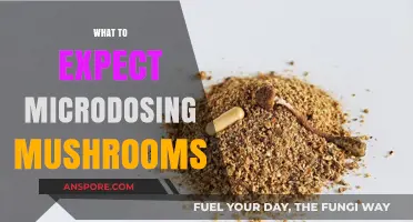Microdosing Mushrooms: A Beginner's Guide to Expectations