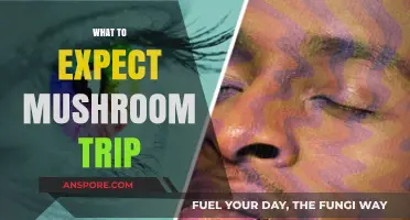 Mushroom Trip: A Beginner's Guide to Expect