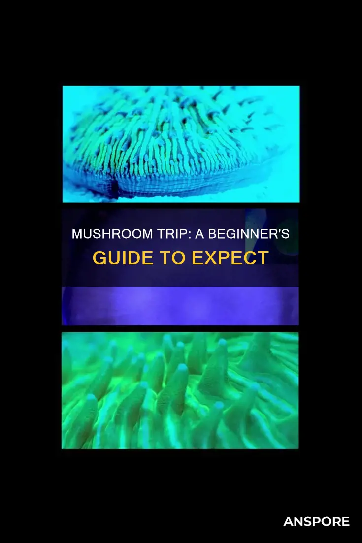 what to expect mushroom trip