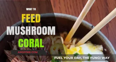 Feeding Mushroom Corals: What's on the Menu?