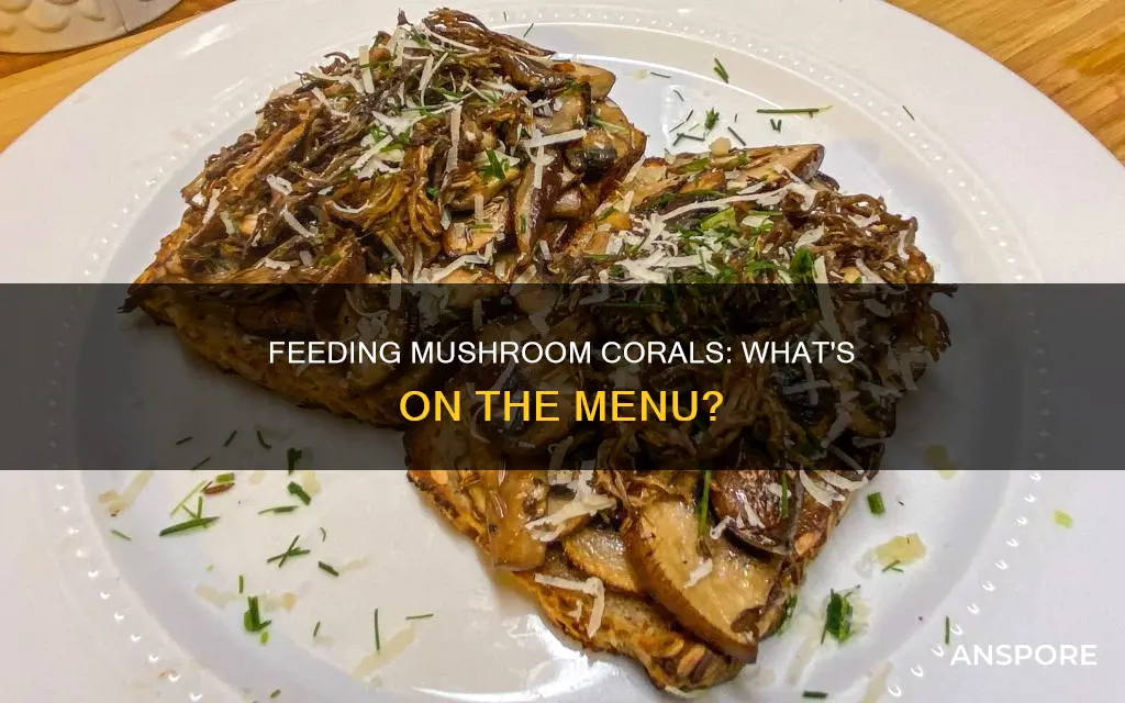 what to feed mushroom coral