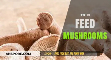 Mushroom Nutrition: Feed Your Fungi Right