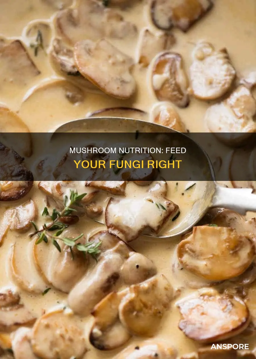 what to feed mushrooms