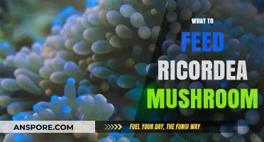 Ricordea Mushrooms: Feeding for Health and Color