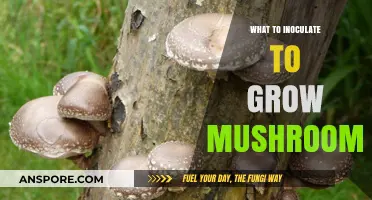 Essential Inoculation Techniques for Successful Mushroom Cultivation at Home