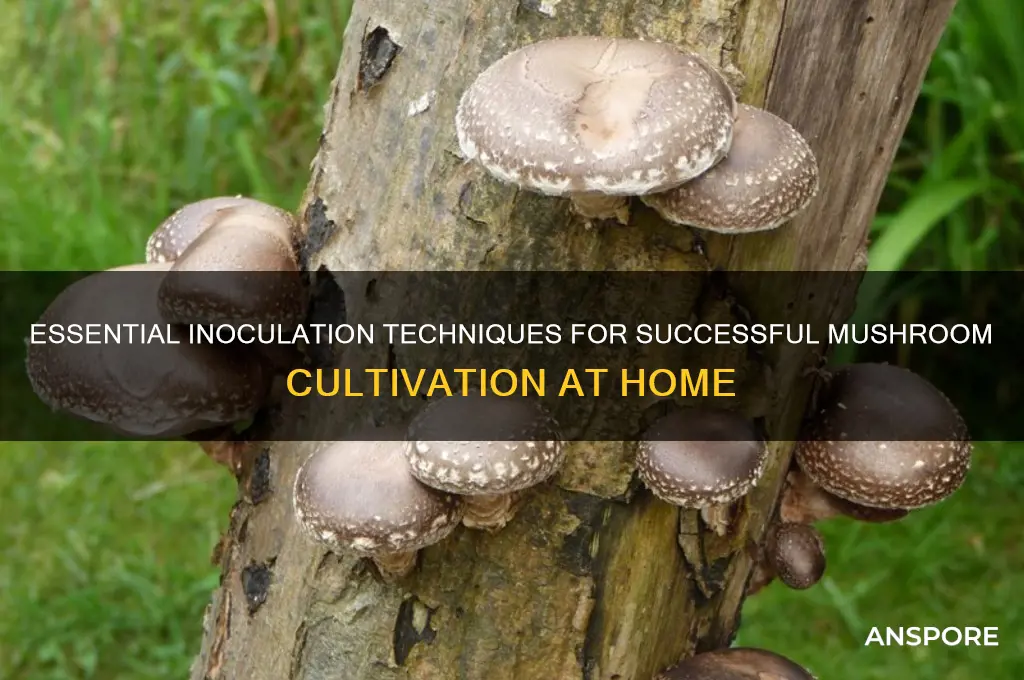 what to inoculate to grow mushrooms