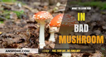 Identifying Toxic Mushrooms: Key Signs to Avoid Dangerous Varieties