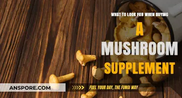 Choosing the Best Mushroom Supplement: Key Factors to Consider