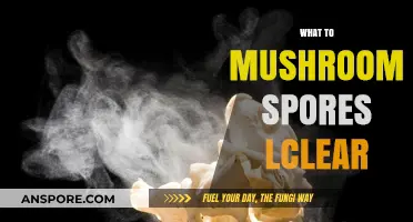 How to Properly Clean Mushroom Spores