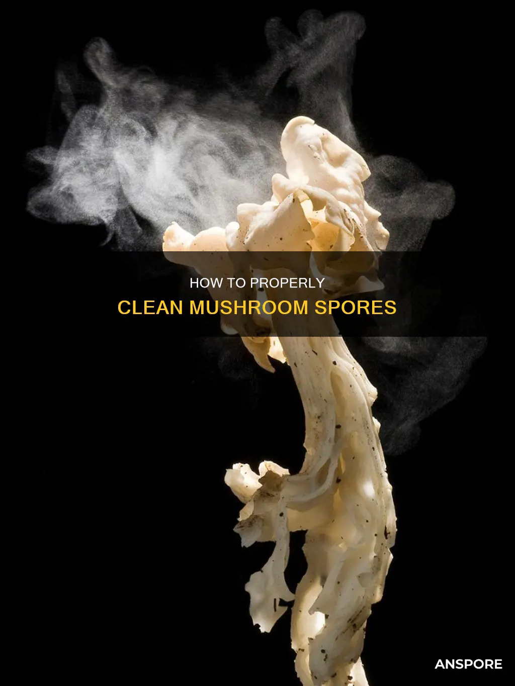 what to mushroom spores lclear