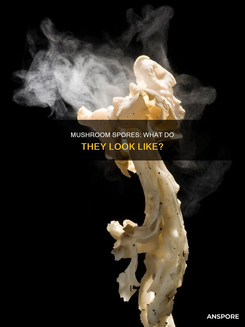 what to mushroom spores looklike