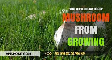 Effective Lawn Care Tips to Prevent Mushroom Growth Naturally